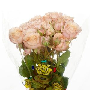 ROSE BR. DARK SENSATION 40
